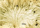 Corynophlaea hamelii2